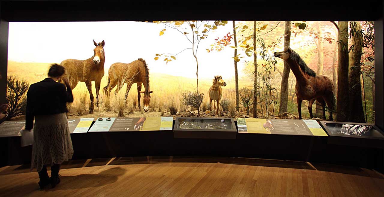 The horse exhibition, Diorama, American Museum of Natural History