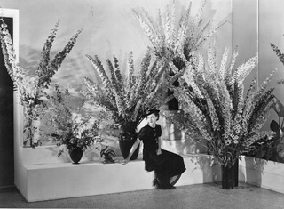 Steichen‘s Delphiniums, MoMA New York, 1936